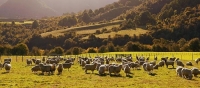 Flock_of_sheep;Flock;sheep;Tutaki_Valley