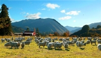 Flock_of_sheep;Flock;sheep;Tutaki_Valley;woolshed